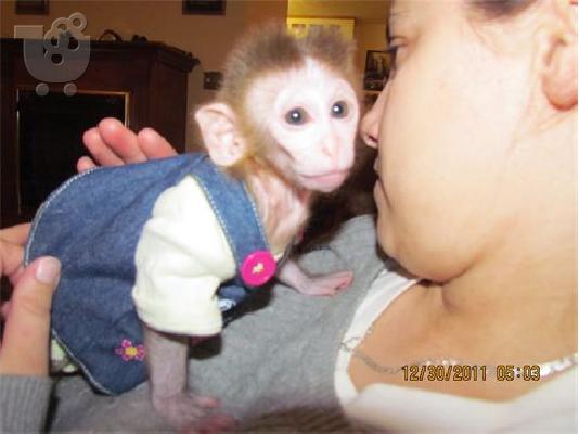 PoulaTo: μωρό είδος πιθήκου πίθηκος έτοιμοι για ένα νέο σπίτι αγάπης